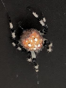 Picture of Araneus trifolium (Shamrock Orb-weaver) - Dorsal