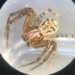 Featured spider picture of Xysticus auctificus