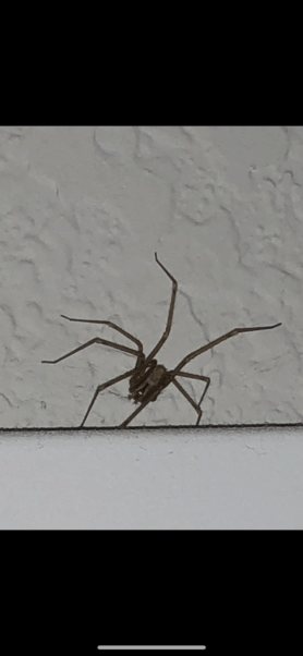 Picture of Pholcidae (Cellar Spiders) - Dorsal