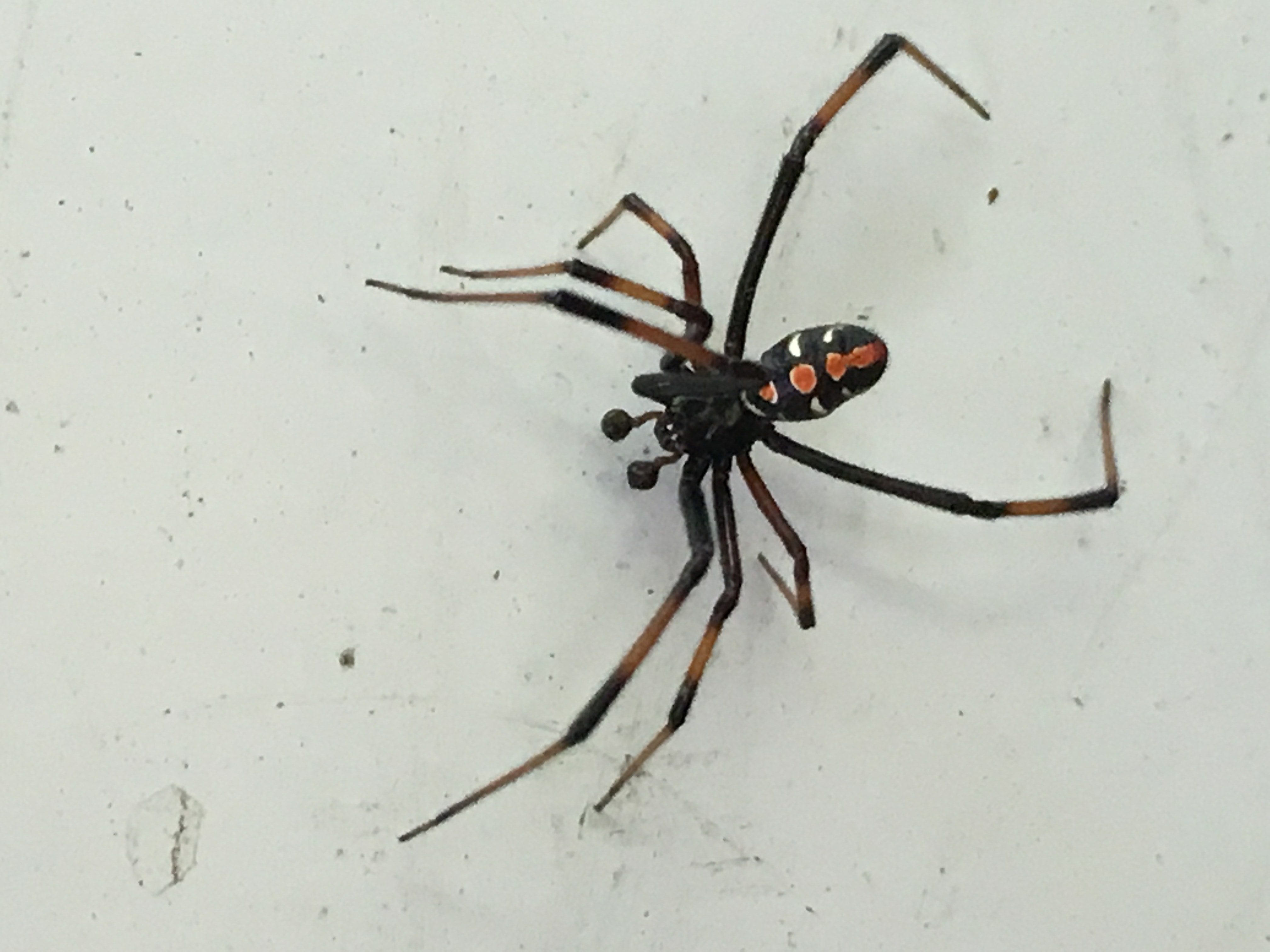 Picture of Latrodectus variolus (Northern Black Widow) - Male - Dorsal