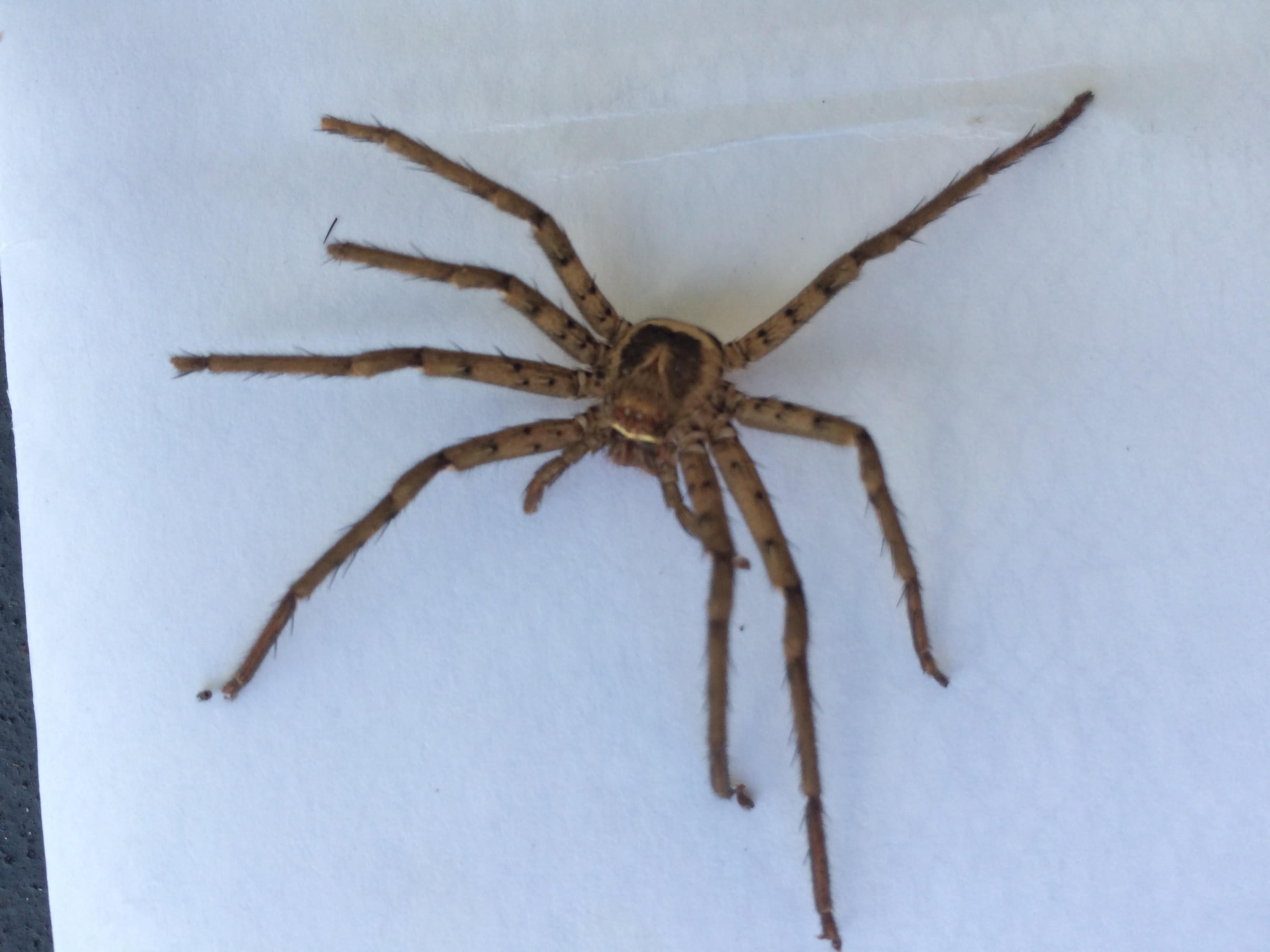 Picture of Heteropoda venatoria (Huntsman Spider) - Male - Dorsal