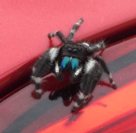 Picture of Phidippus audax (Bold Jumper) - Male - Eyes