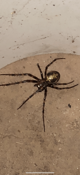 Picture of Meta ovalis (Cave Orb-weaver) - Dorsal