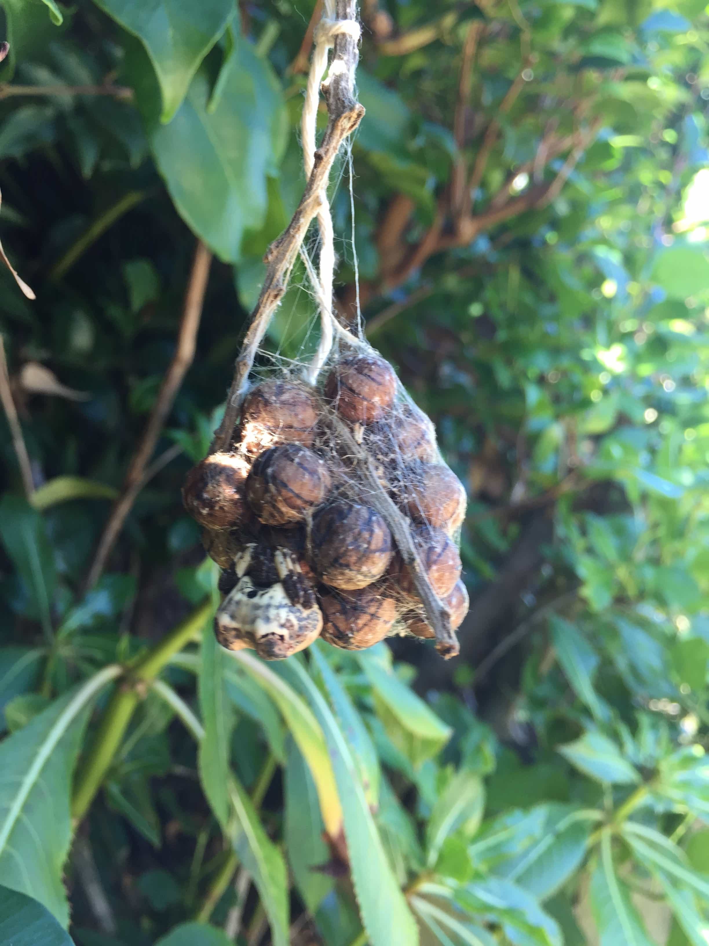 Picture of Celaenia excavata (Bird-dropping Spider) - Dorsal,Egg sacs