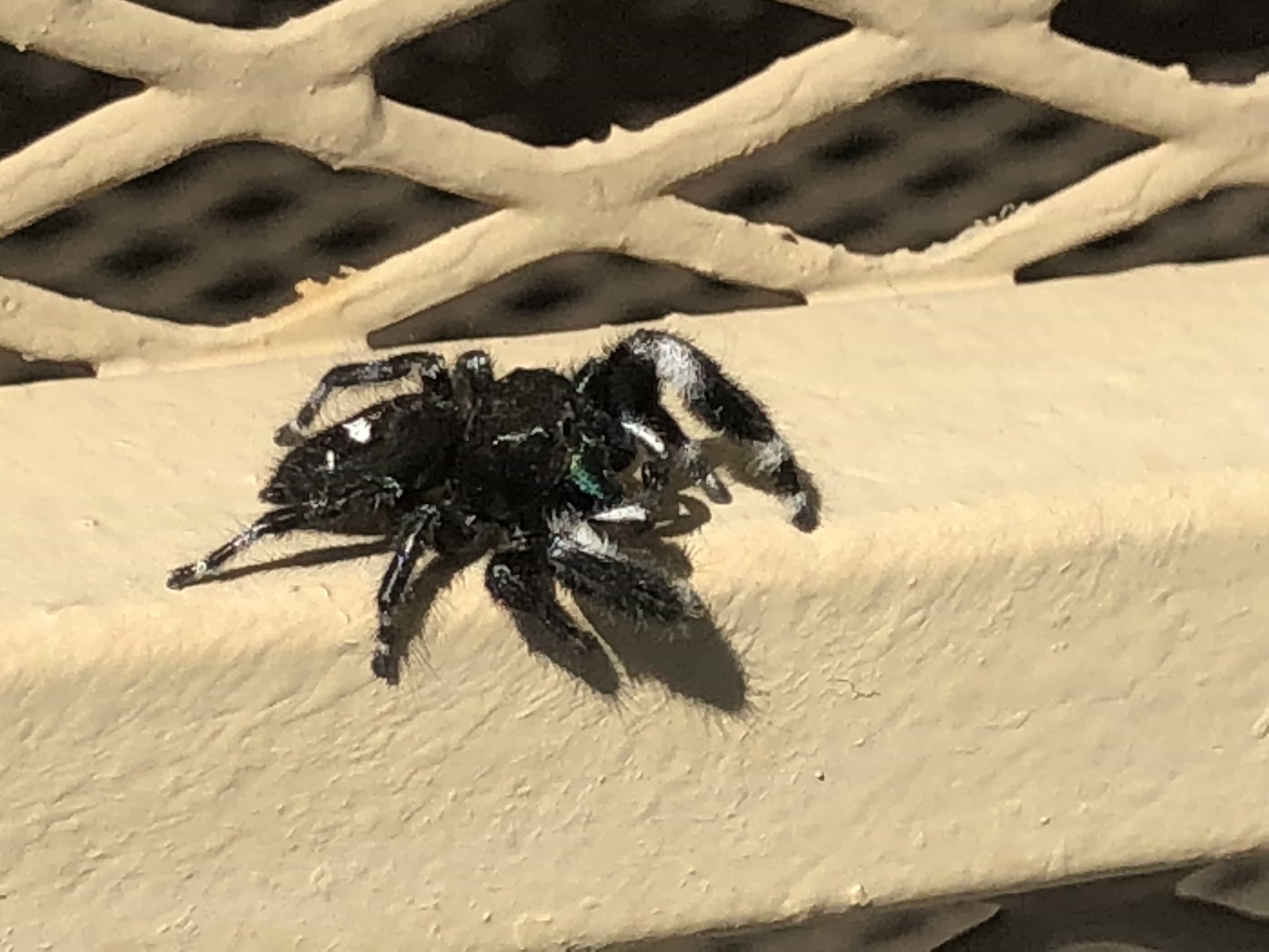 Picture of Phidippus audax (Bold Jumper) - Male - Lateral