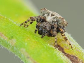 Picture of Acanthepeira stellata (Star-bellied Orb-weaver) - Female - Eyes