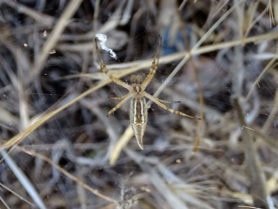 Picture of Argiope spp. (Garden Orb-weavers) - Male - Ventral,Webs