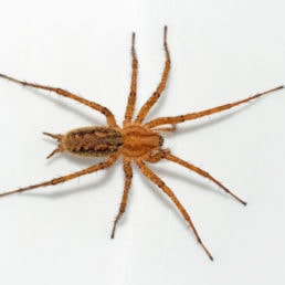 Featured spider picture of Agelenopsis potteri