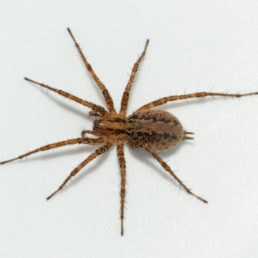 Featured spider picture of Agelenopsis utahana