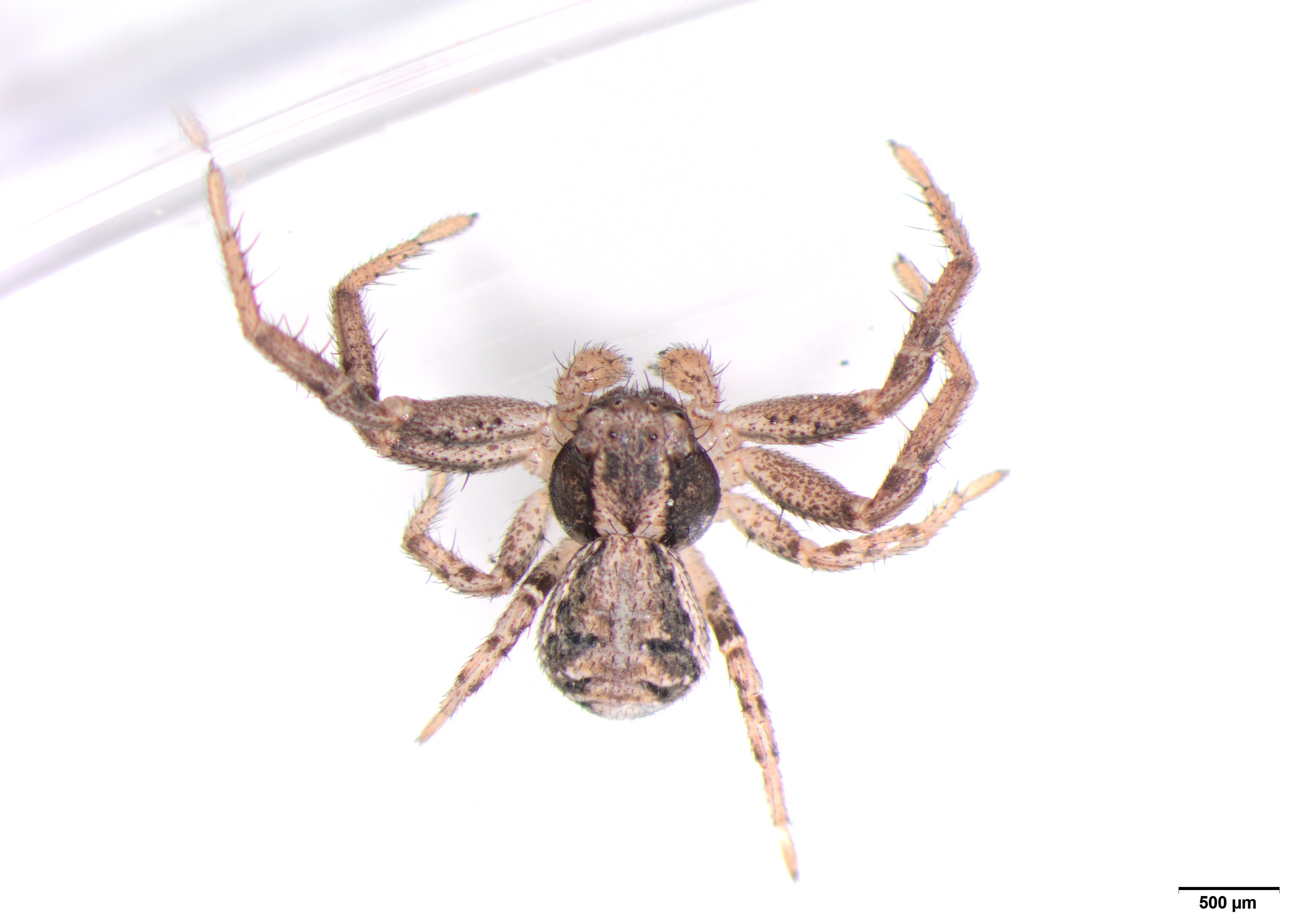 Picture of Xysticus (Ground Crab Spiders) - Male - Dorsal