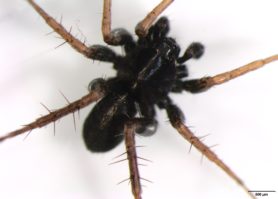 Picture of Lycosidae (Wolf Spiders) - Male - Dorsal