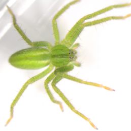 Featured spider picture of Micrommata virescens (Green Huntsman Spider)