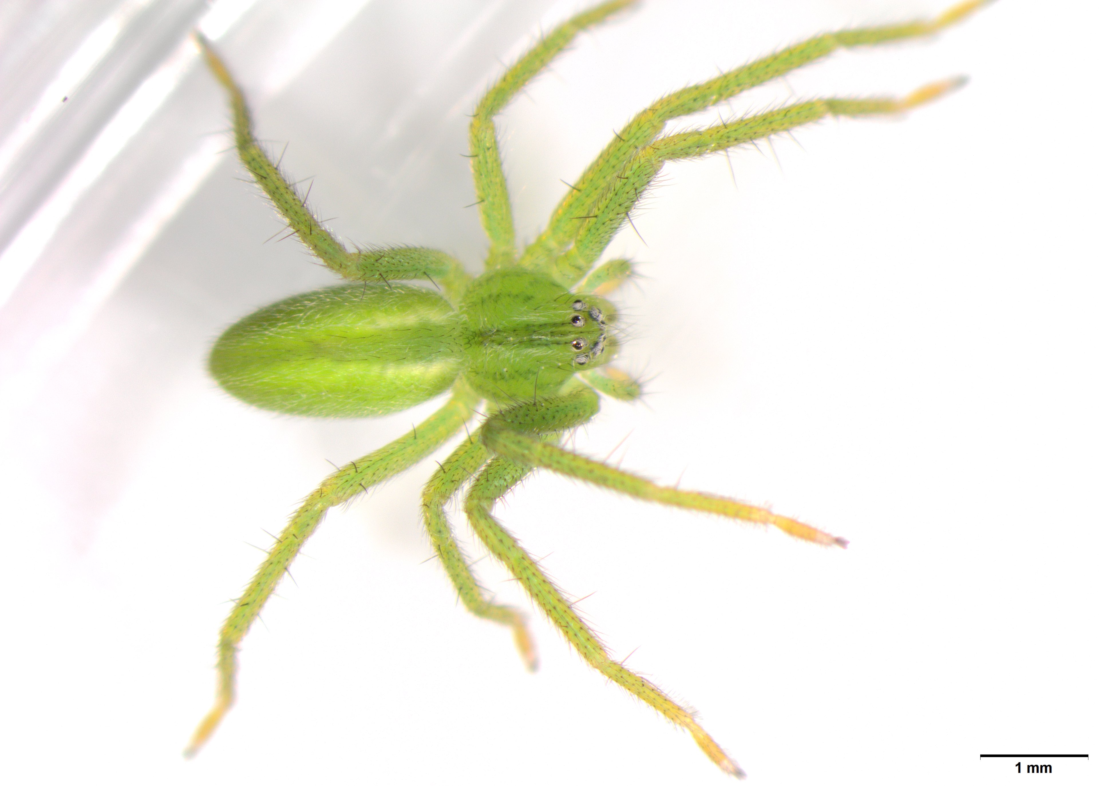 Picture of Micrommata virescens (Green Huntsman Spider) - Dorsal,Eyes