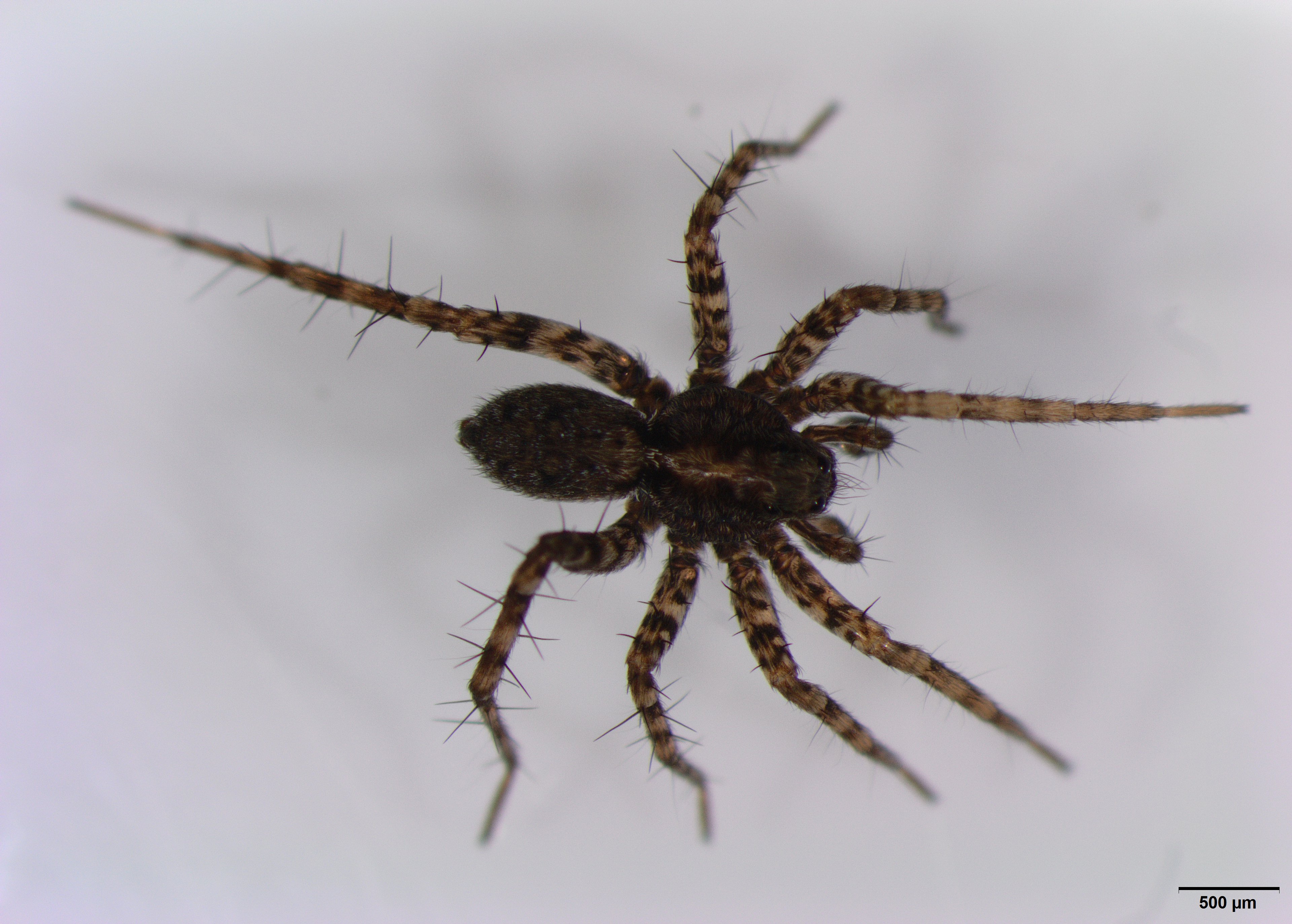 Picture of Pardosa (Thin-legged Wolf Spiders) - Male - Dorsal