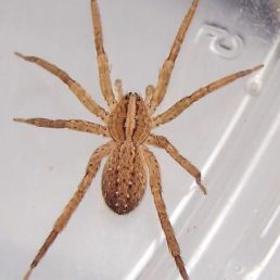 Featured spider picture of Anahita punctulata (Southeastern Wandering Spider)