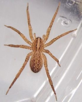 Picture of Anahita punctulata (Southeastern Wandering Spider) - Female - Dorsal