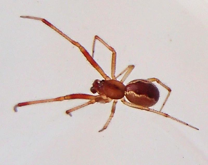 Picture of Anelosimus studiosus (Communal Spider) - Male - Dorsal