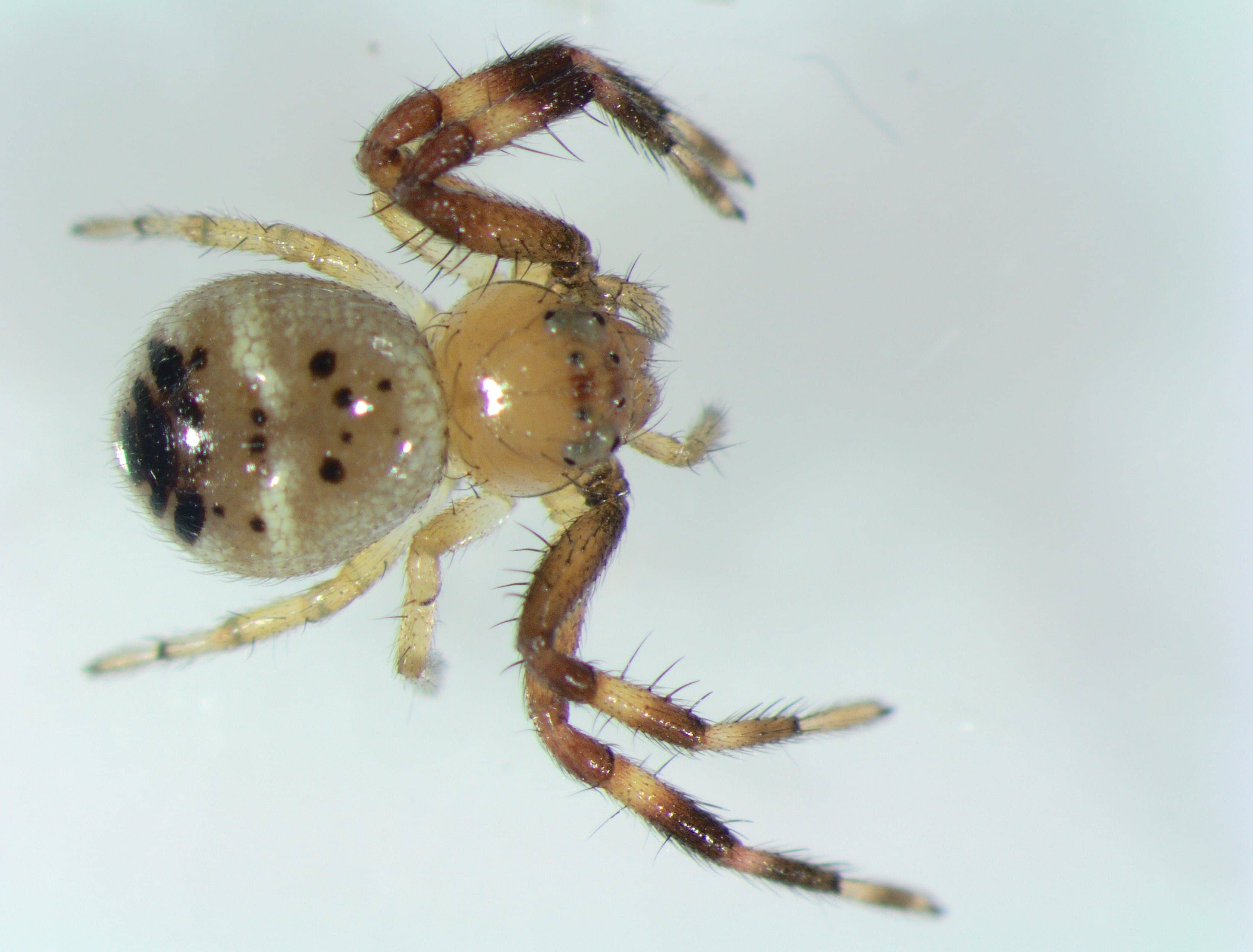 Picture of Synema globossum (Napoleon Spider) - Dorsal,Eyes