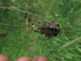 Picture of Araneus diadematus (Cross Orb-weaver) - Female - Ventral