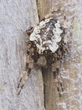 Picture of Araneus nordmanni - Female - Dorsal