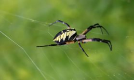 Picture of Argiope aurantia (Black and Yellow Garden Spider) - Female - Lateral,Webs