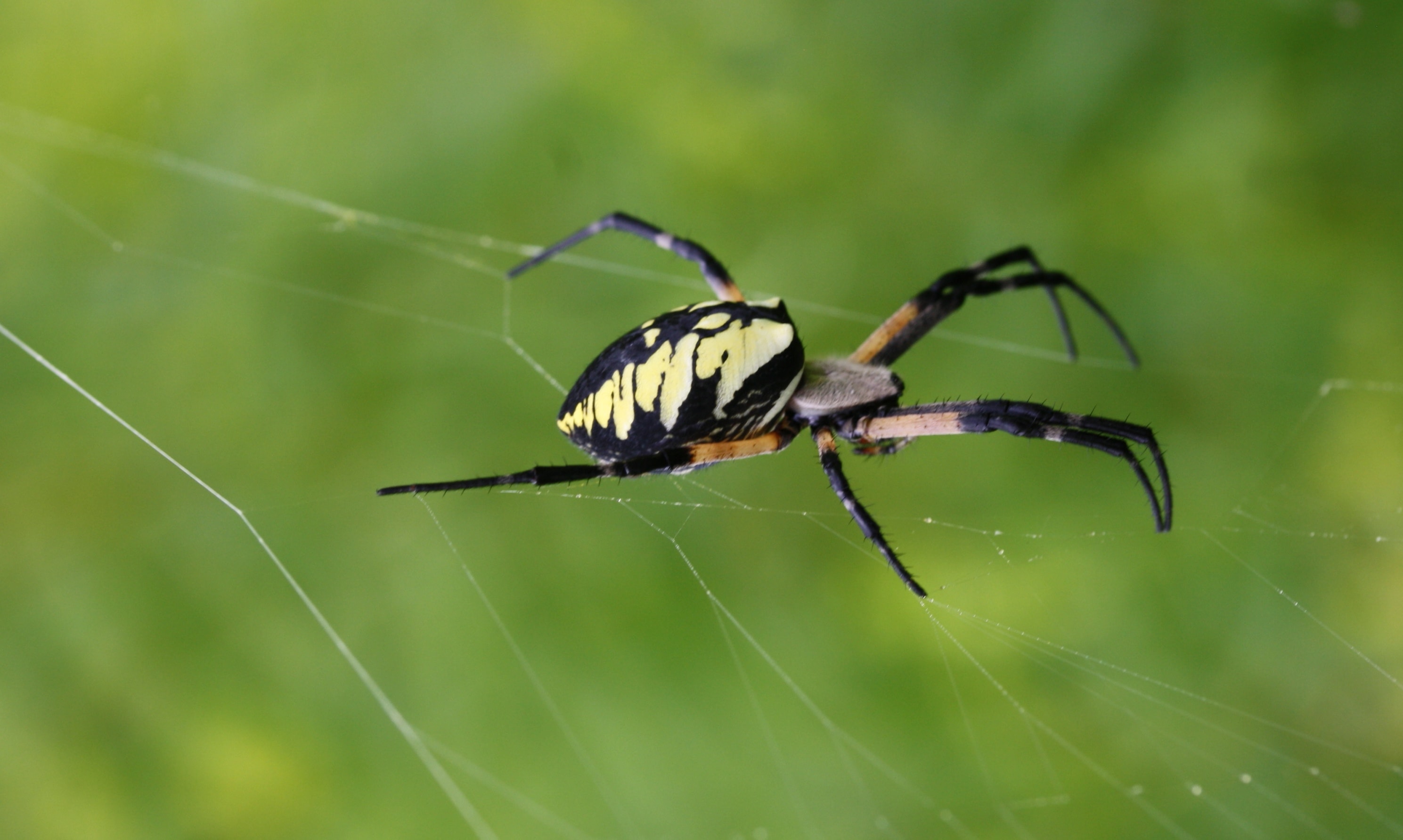 Picture of Argiope aurantia (Black and Yellow Garden Spider) - Female - Lateral,Webs