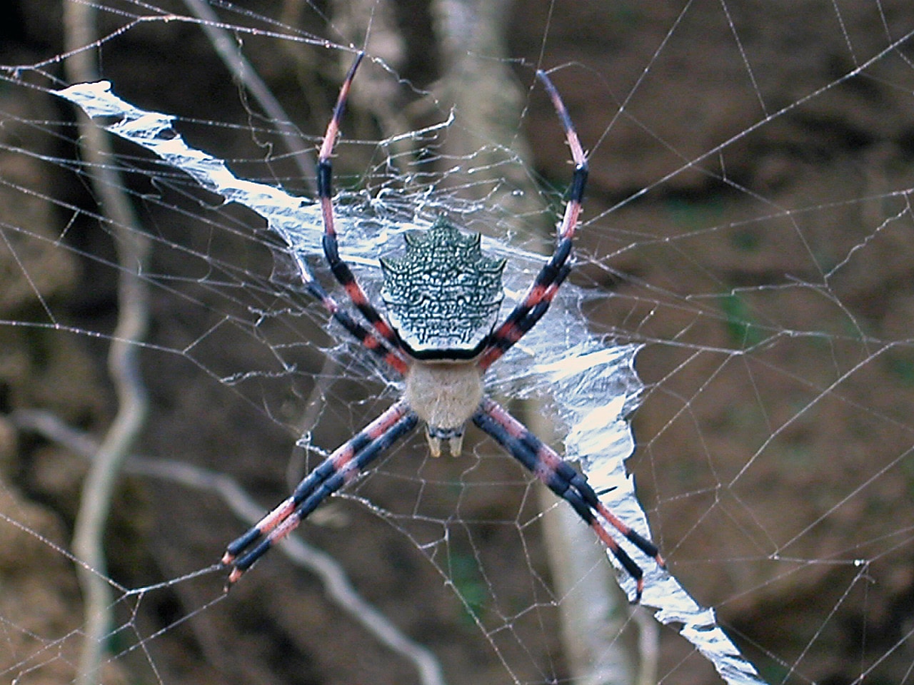 Picture of Argiope flavipalpis - Female - Dorsal,Webs