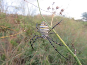 Picture of Argiope trifasciata (Banded Garden Spider) - Female - Dorsal