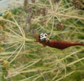 Picture of Austracantha minax (Jewel Spider) - Female - Dorsal,Egg sacs
