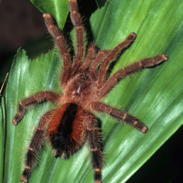 Featured spider picture of Avicularia lynnae