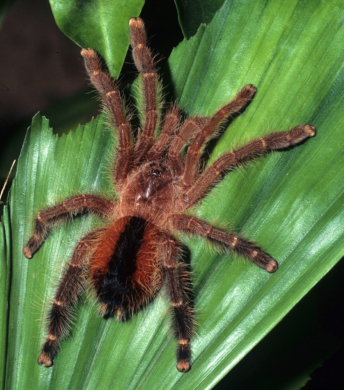 Picture of Avicularia lynnae - Female - Dorsal