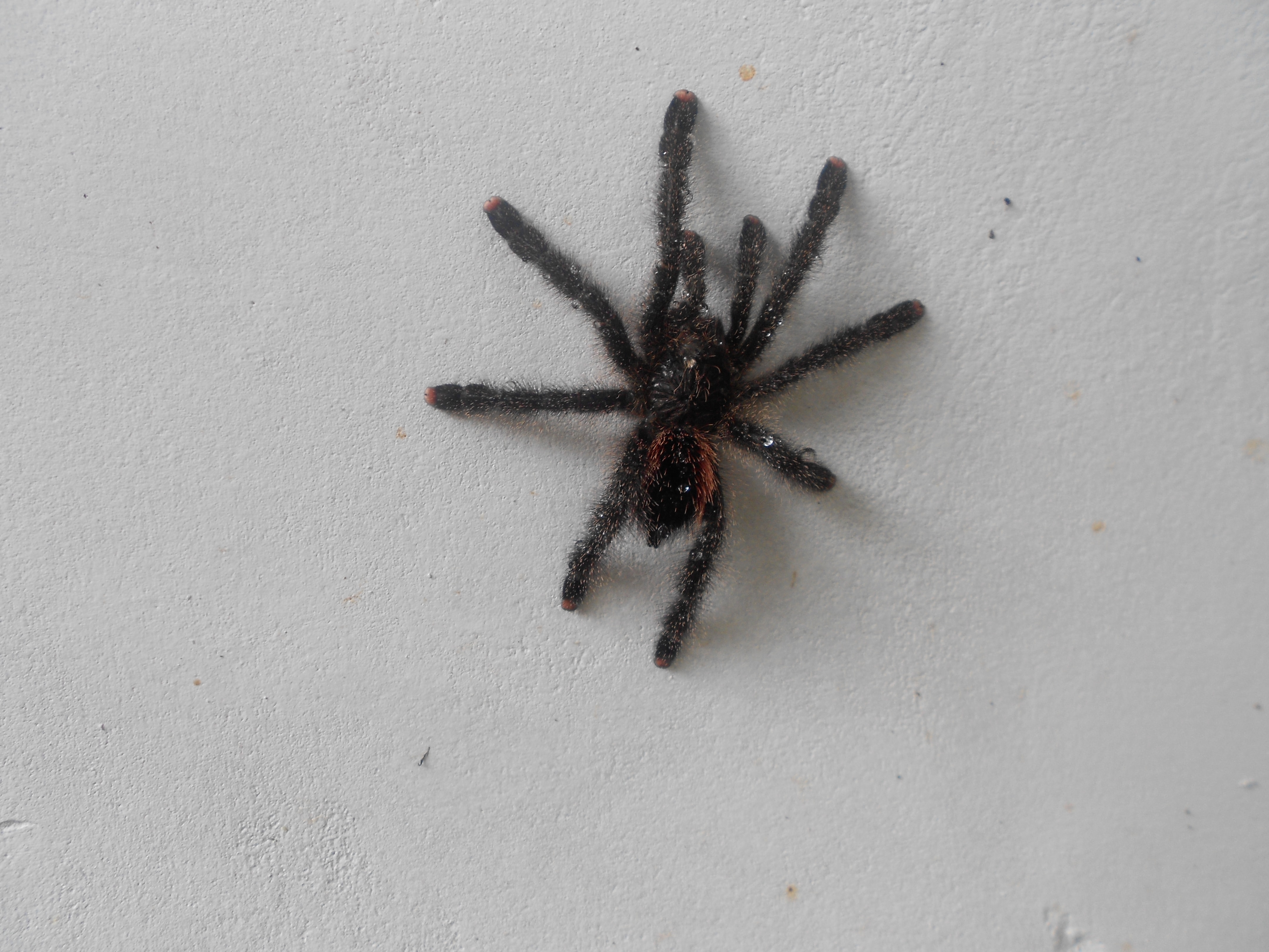 Picture of Avicularia - Dorsal