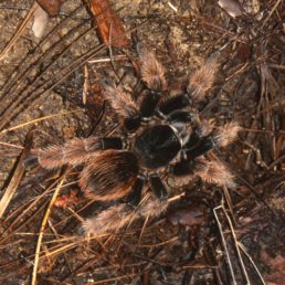 Featured spider picture of Brachypelma klaasi (Mexican Pink Tarantula)