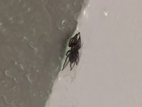 Picture of Gnaphosidae (Stealthy Ground Spiders) - Lateral