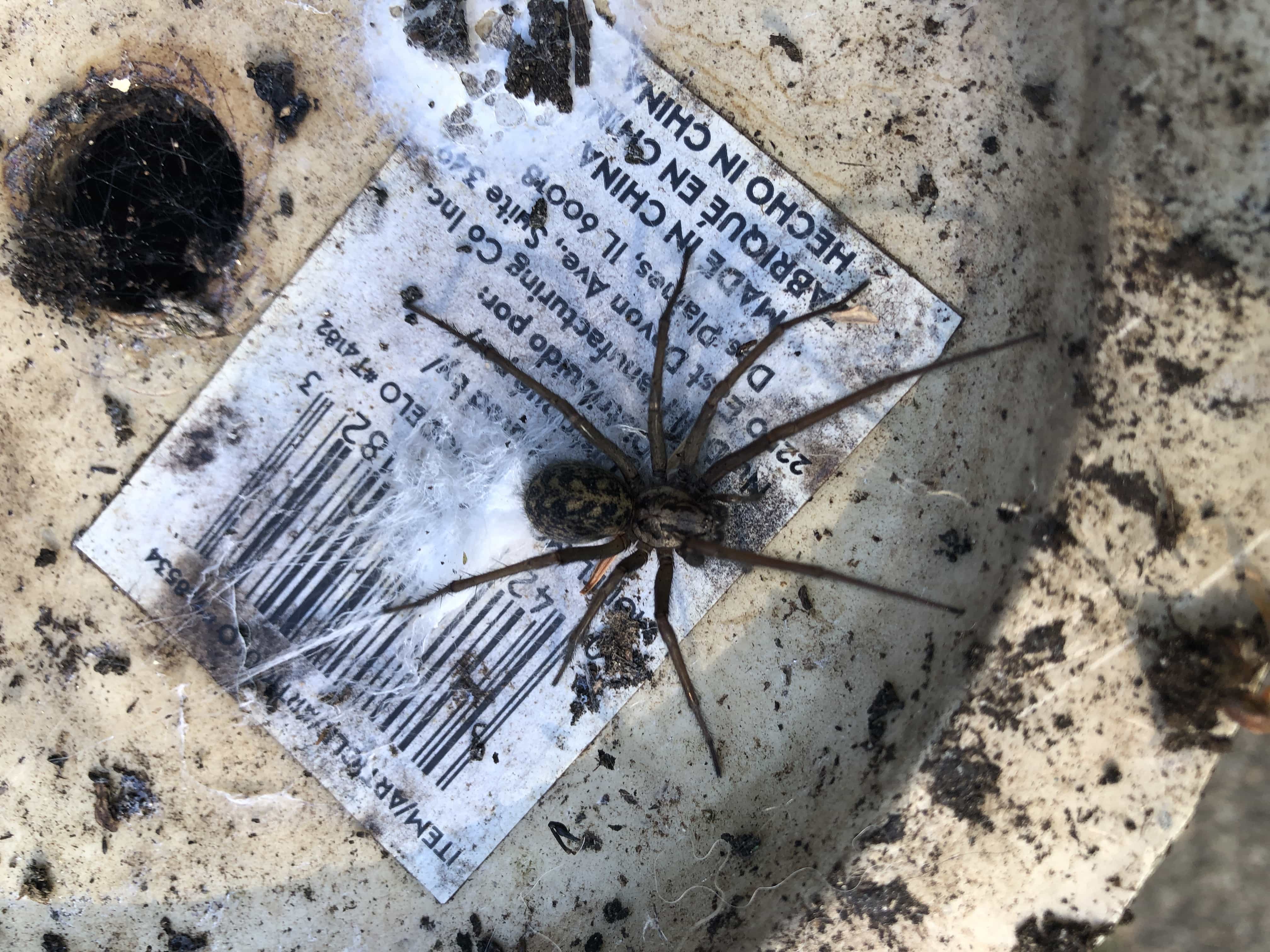 Picture of Eratigena duellica (Giant House Spider) - Dorsal