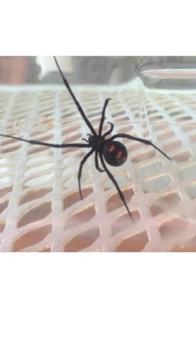 Picture of Latrodectus variolus (Northern Black Widow) - Female - Dorsal