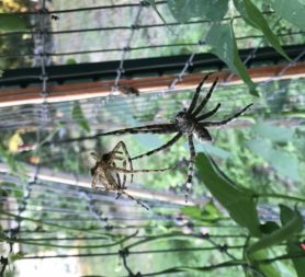 Picture of Dolomedes albineus (White-banded Fishing Spider) - Dorsal,Exuviae