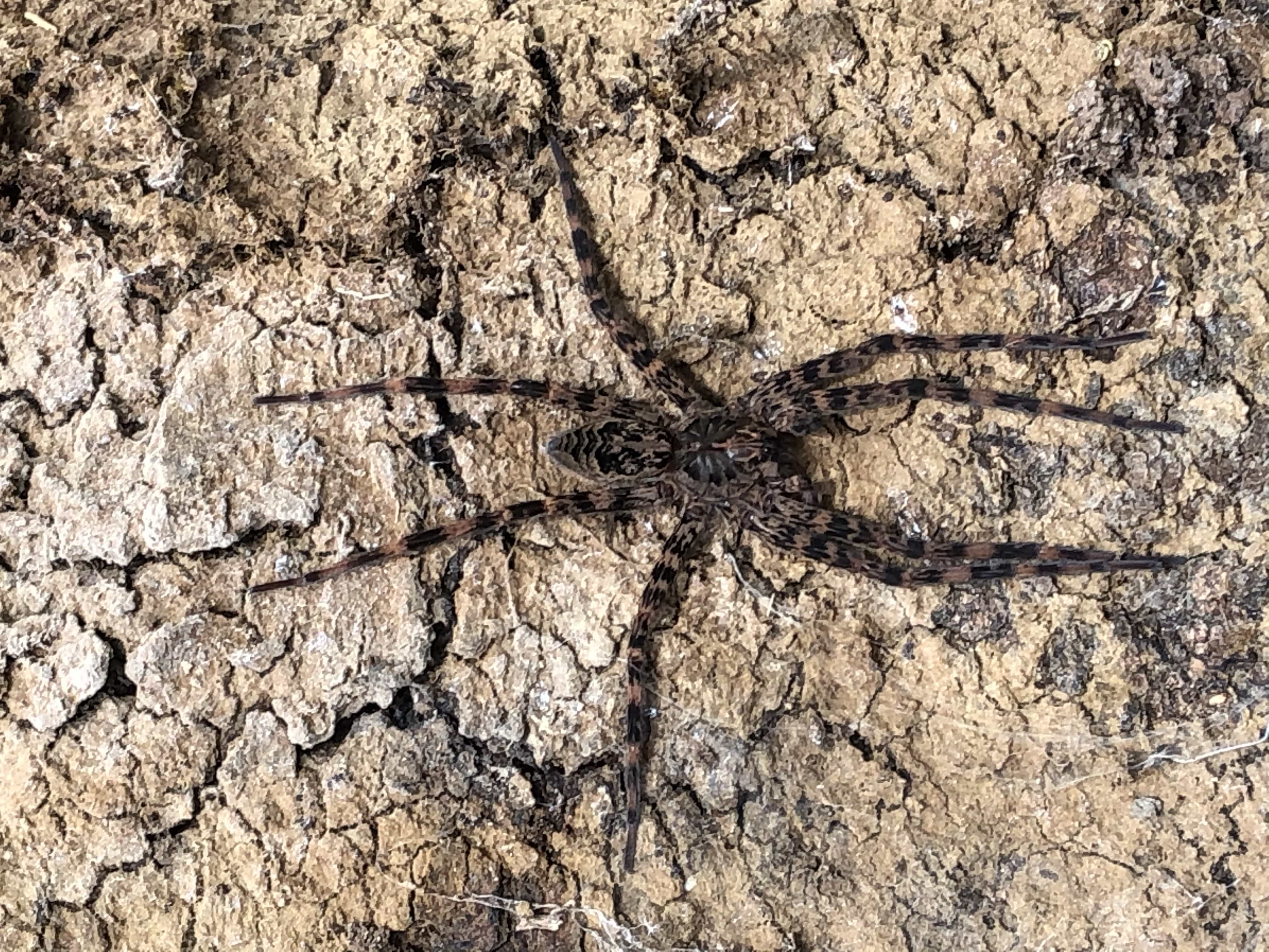 Picture of Dolomedes (Fishing Spiders) - Dorsal