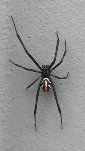 Picture of Latrodectus spp. (Widow Spiders) - Male - Dorsal,Penultimate