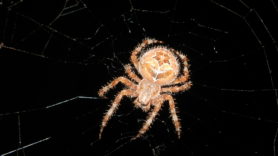 Picture of Araneus spp. (Angulate & Round-shouldered Orb-weavers) - Dorsal