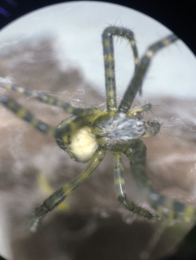 Picture of Cyrtophora spp. (Tent-web Spiders) - Dorsal,Eyes