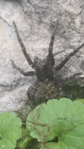 Picture of Tigrosa aspersa (Tiger Wolf Spider) - Female - Dorsal,Spiderlings