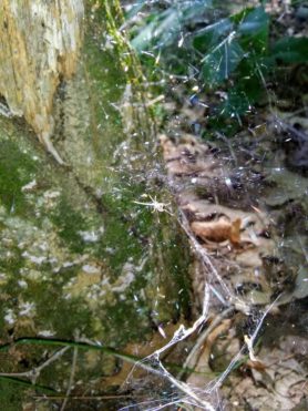Picture of Neriene radiata (Filmy Dome Spider)