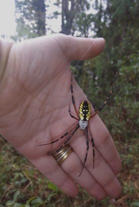Picture of Argiope aurantia (Black and Yellow Garden Spider) - Dorsal