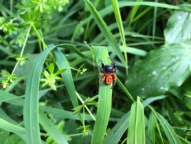 Picture of Eresus spp. (Ladybird Spiders) - Dorsal