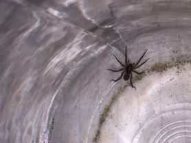 Picture of Schizocosa spp. (Lanceolate Wolf Spiders) - Dorsal