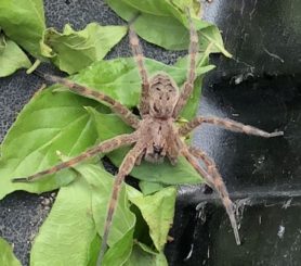 Picture of Dolomedes tenebrosus (Dark Fishing Spider) - Dorsal