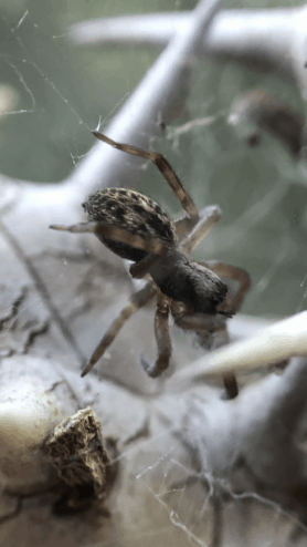 Picture of Badumna longinqua (Grey House Spider) - Lateral
