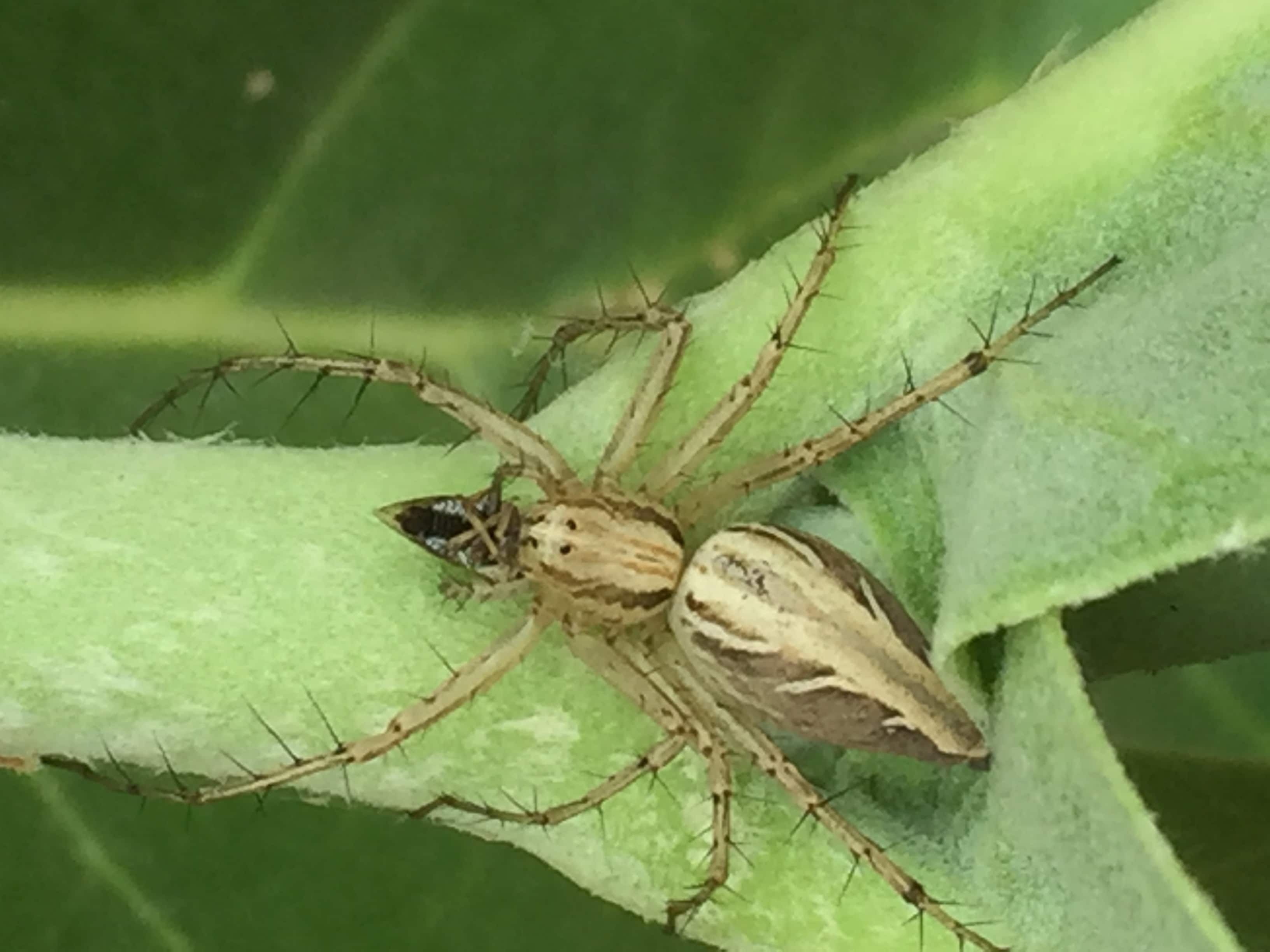 Picture of Oxyopidae (Lynx Spiders) - Dorsal,Prey