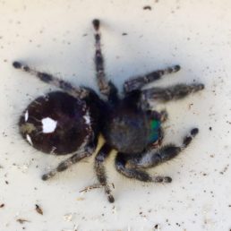 Featured spider picture of Phidippus audax (Bold Jumper)